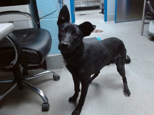 STITCH - Labrador Retriever available for adoption