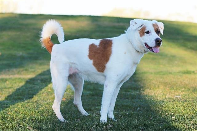 ADIA - Australian Shepherd available for adoption