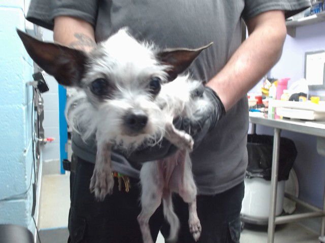 HEAVEN - Chihuahua / Chinese Crested-Hairless available for adoption