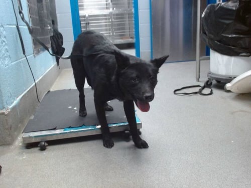 ONYX - Australian Cattle Dog/Blue Heeler available for adoption