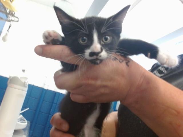 PEPSI - Domestic Short Hair available for adoption