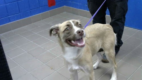 ANGEL - Siberian Husky / Pit Bull Terrier available for adoption
