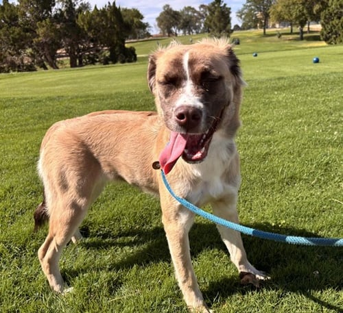 ANGEL - Siberian Husky / Pit Bull Terrier available for adoption