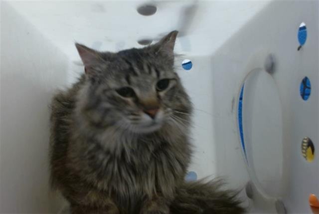 ROSIE - Domestic Short Hair available for adoption