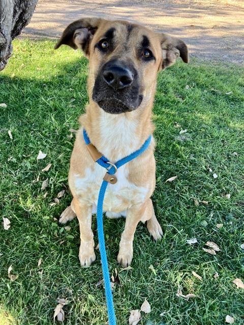 SPIKE - German Shepherd Dog available for adoption