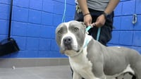 CHICO - Photo 1