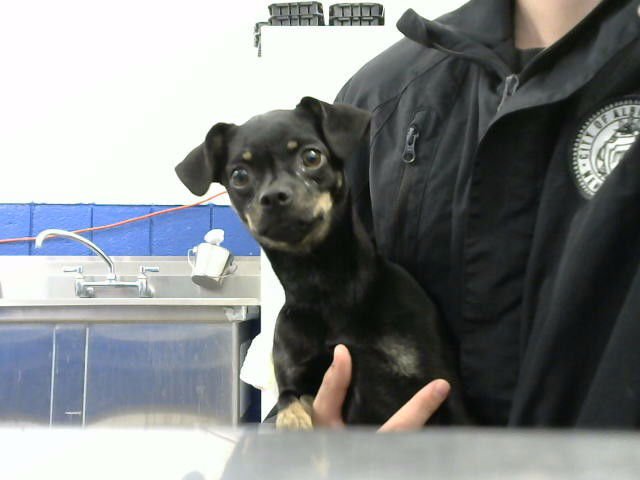 BETTIE - Chihuahua available for adoption