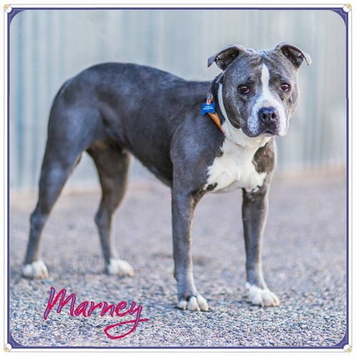 MARNEY - American Pit Bull Terrier available for adoption