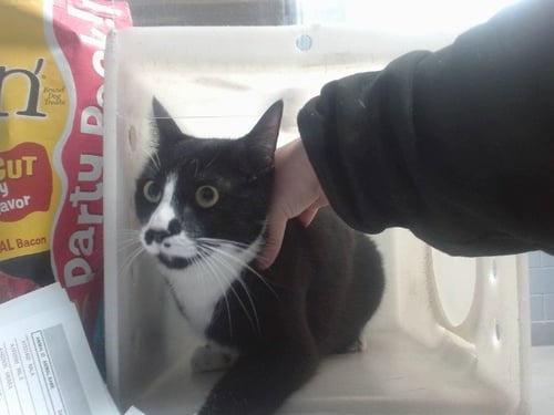 PEPSI - Domestic Short Hair available for adoption