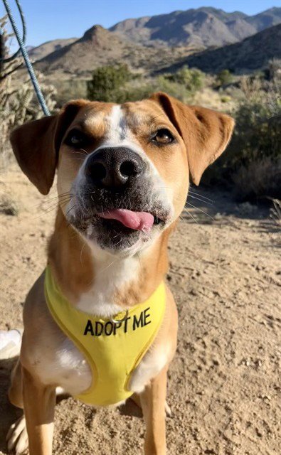 LYRIC - Labrador Retriever available for adoption