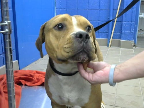 BABY BOY - American Pit Bull Terrier available for adoption