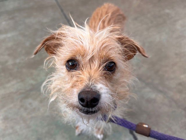 BUTTERNUT - Border Terrier available for adoption