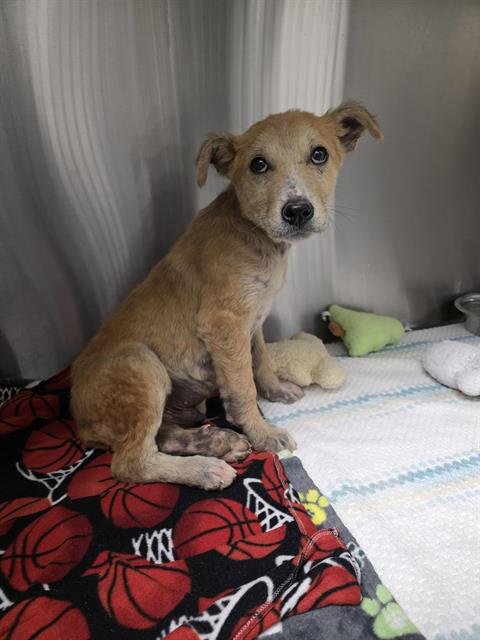 DEAN - Australian Cattle Dog/Blue Heeler available for adoption