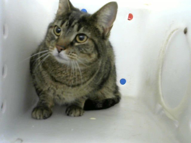 RASPBERRY - Domestic Short Hair available for adoption