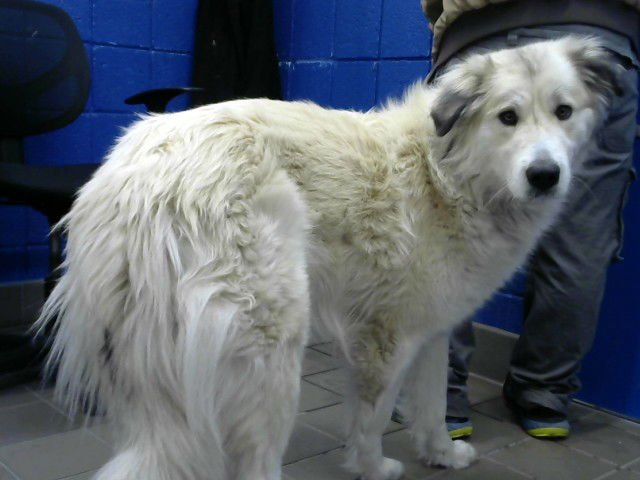 TALLULA - Great Pyrenees available for adoption