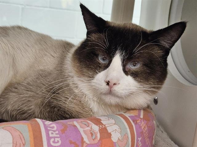 BIG O - Snowshoe available for adoption