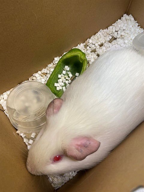 BILLIE - Guinea Pig available for adoption
