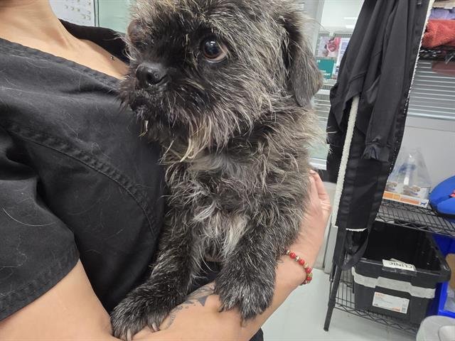 BANDITA - Border Terrier available for adoption