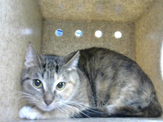 AUTUM - Domestic Short Hair available for adoption