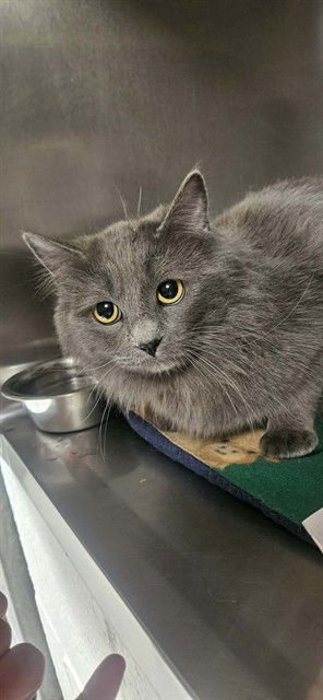 BABY LISA - Domestic Short Hair available for adoption