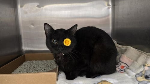 SPARROW - Domestic Short Hair available for adoption