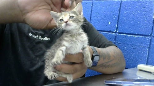 SOCCER - Domestic Short Hair available for adoption