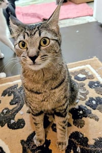 MITTENS - Photo 1
