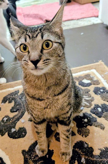 MITTENS - Domestic Short Hair available for adoption