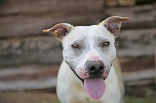 SHELBY - Labrador Retriever / Chinese Shar-Pei available for adoption