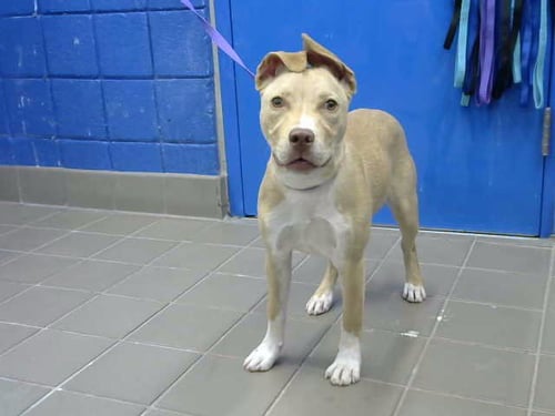 STRAWBERRY - American Pit Bull Terrier available for adoption