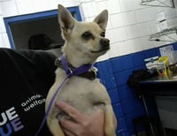 PEANUT - Photo 1