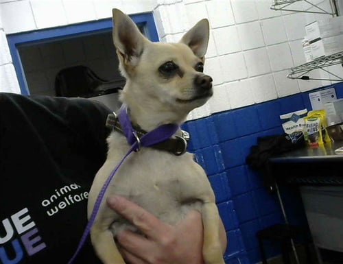 PEANUT - Chihuahua available for adoption