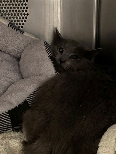 SLADE - Domestic Short Hair available for adoption