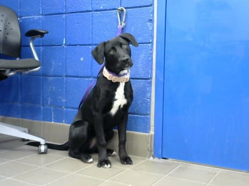 NINA - Labrador Retriever available for adoption
