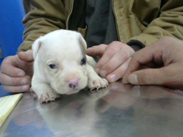 TOM - American Pit Bull Terrier available for adoption