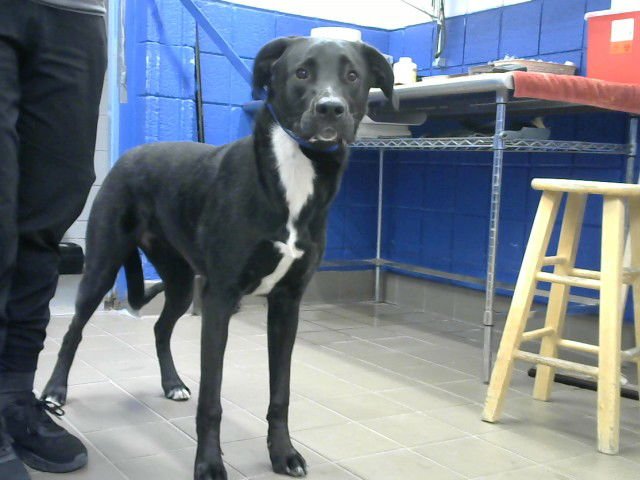 BOBA - Labrador Retriever available for adoption