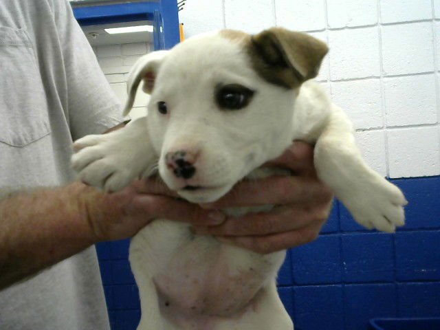 DURACELL - Pit Bull Terrier / Labrador Retriever available for adoption