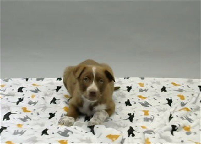 ROCKY Image