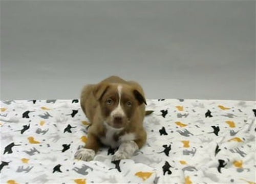ROCKY - German Shepherd Dog available for adoption