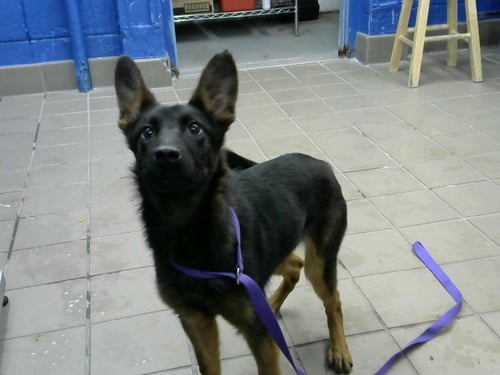 LUCY - German Shepherd Dog available for adoption
