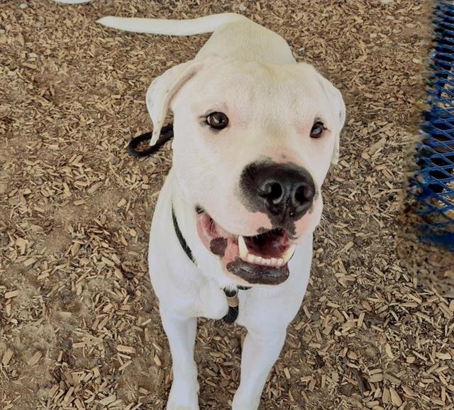 DRACO - American Pit Bull Terrier available for adoption