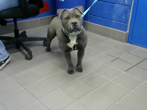 ALIYA - Pit Bull Terrier available for adoption