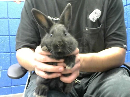 CHURRO - Shorthaired Rabbit available for adoption
