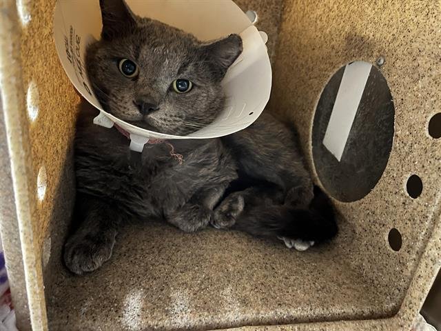 SLINKY - Domestic Short Hair available for adoption