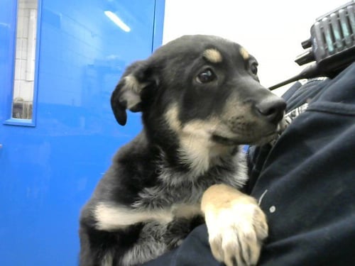 RAVEN - German Shepherd Dog available for adoption