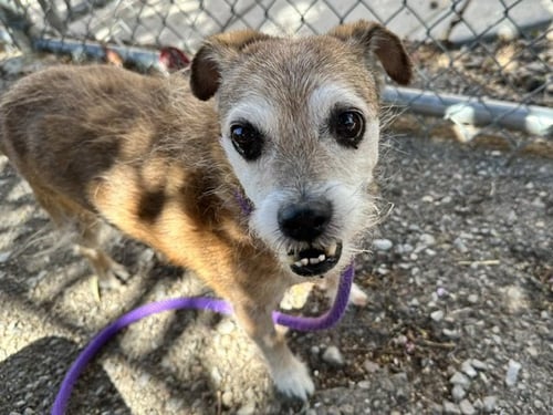 WILLY - Norfolk Terrier available for adoption
