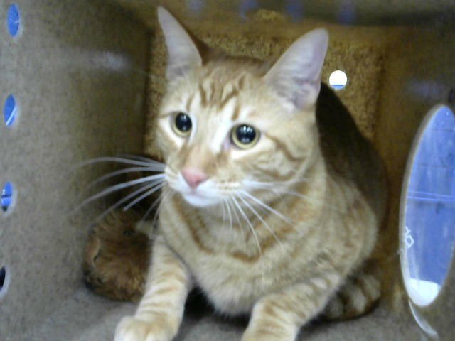 WUGGLES - Domestic Short Hair available for adoption