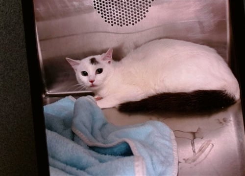 PIE - Domestic Short Hair available for adoption