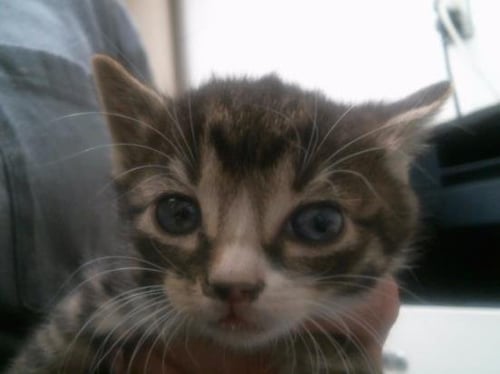 AYLA - Domestic Short Hair available for adoption