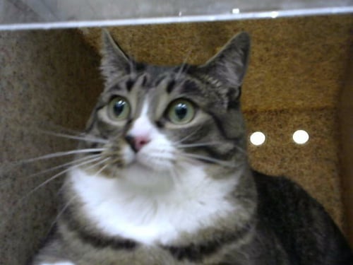 AYLA - Domestic Short Hair available for adoption